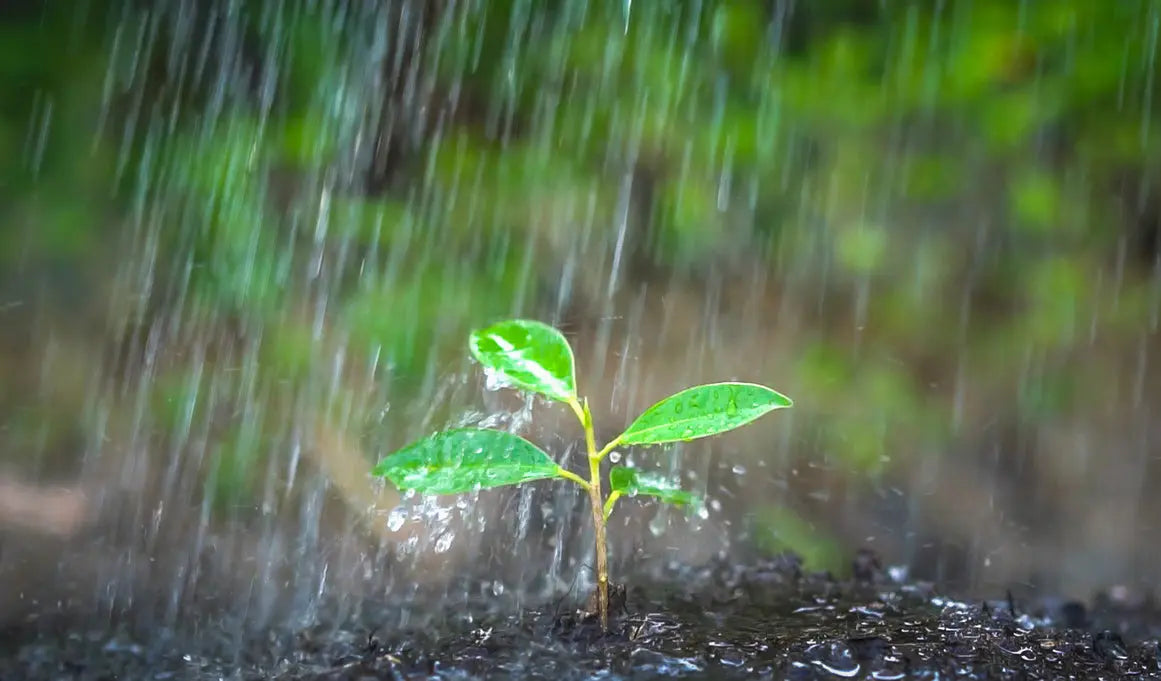 Petricor: el perfume de la lluvia y el misterio de la geosmina