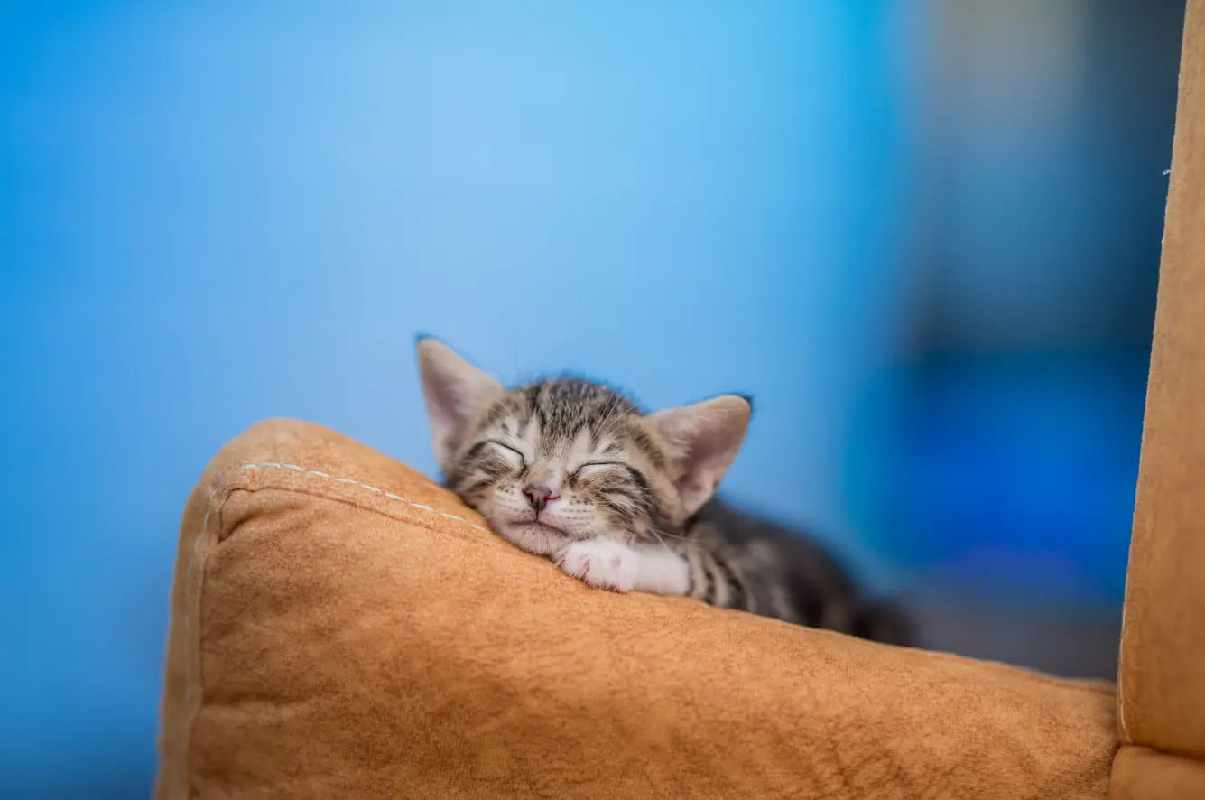 El descanso y los hábitos de sueño de los gatos