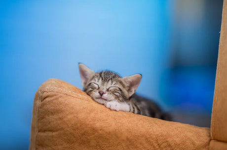 El descanso y los hábitos de sueño de los gatos