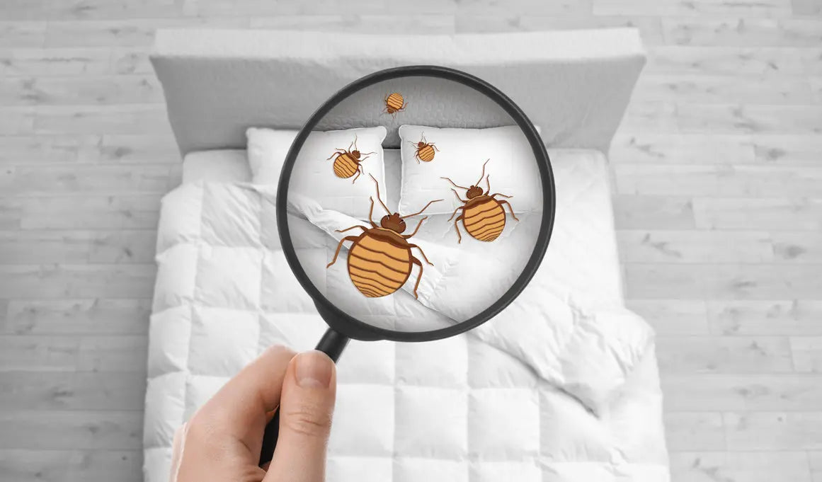 Chinches de cama: cómo identificarlas y prevenir su presencia