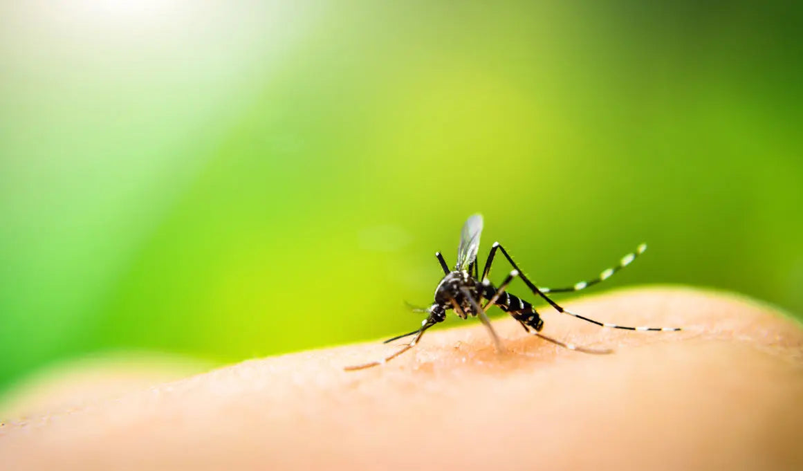 ¿Sufres con las picaduras de mosquitos?